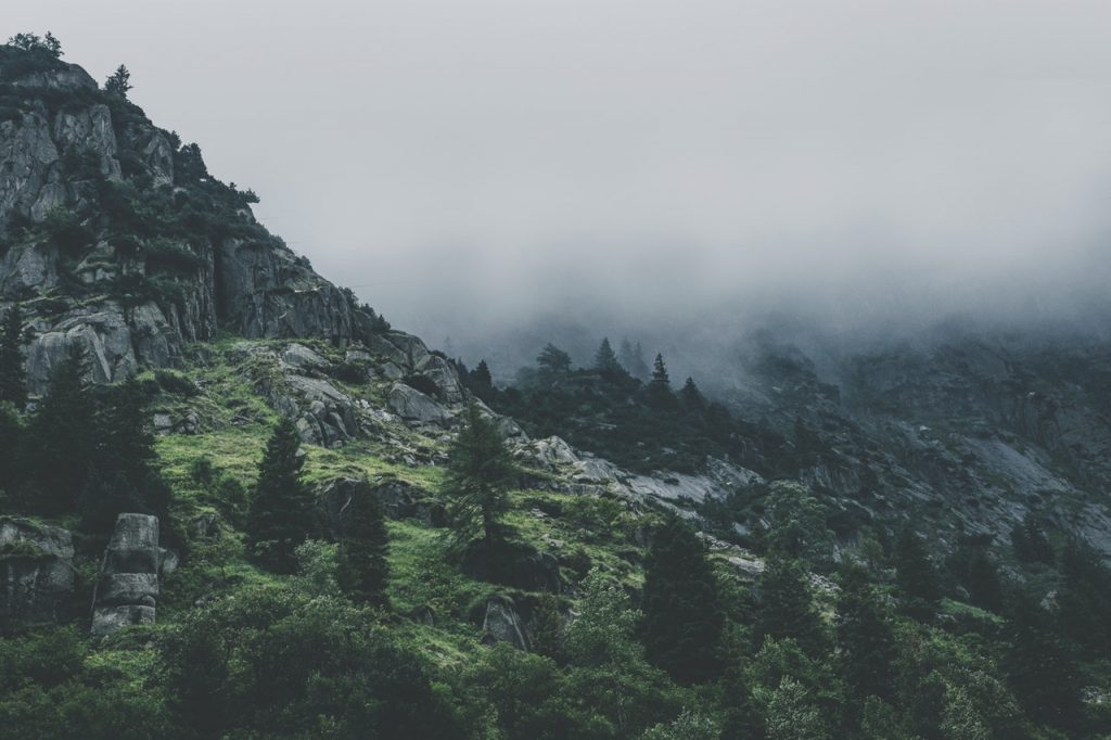 Koulutukset Green Leafed Trees During Fog Time 167684 1024x682 1